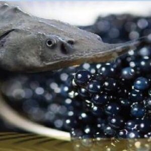 Beluga Caviar different taste, flavor, price of Iran caviar production from Caspian sea