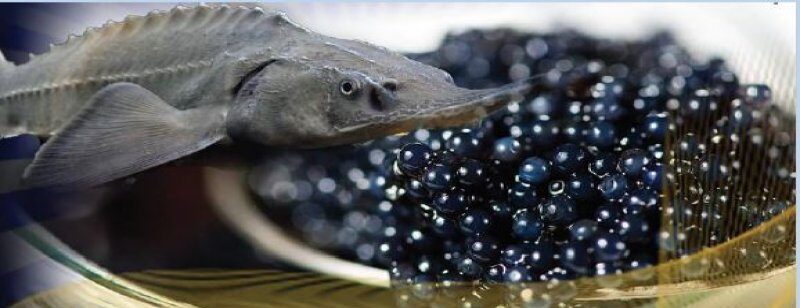 Beluga Caviar different taste, flavor, price of Iran caviar production from Caspian sea