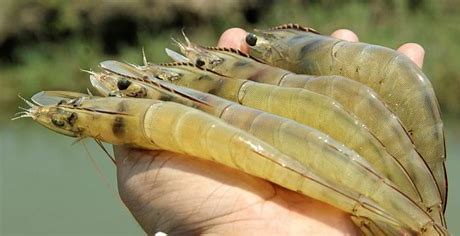 Iran Vannamei or White leg shrimp farming, price and export