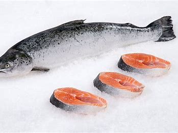 Trout or Salmon fish in iran export , taste , colorized - good price & quality