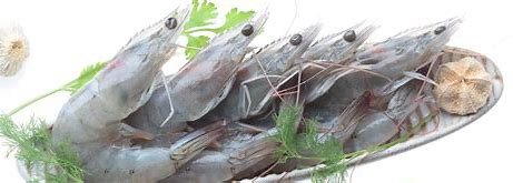 Iran Vannamei or White leg shrimp farming, price and export