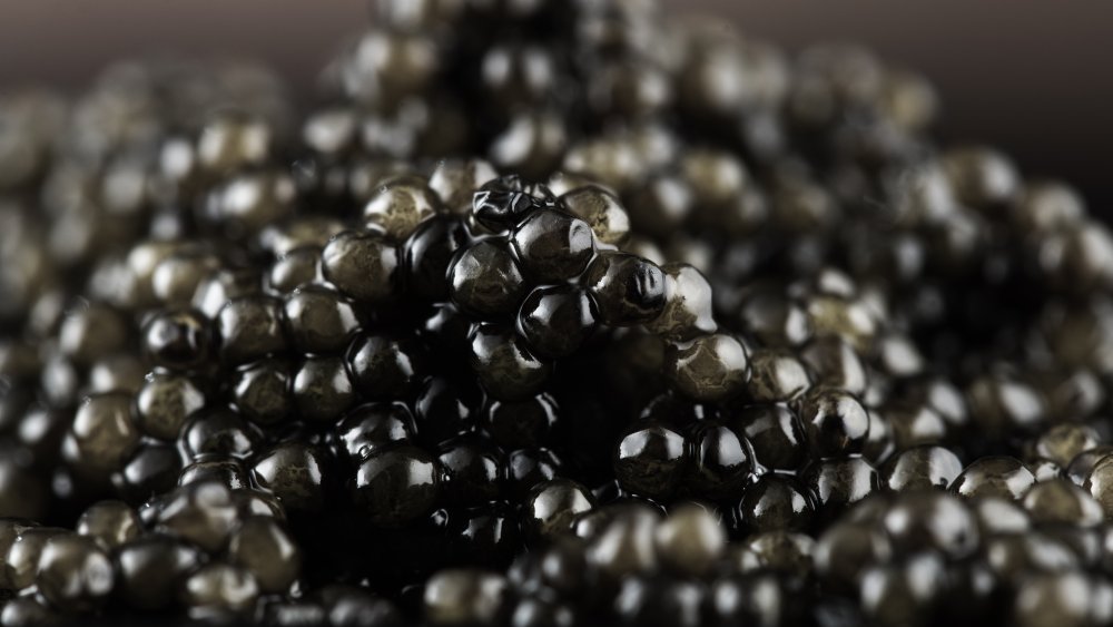 Beluga for export - import Beluga caviar from iran- good price and quality