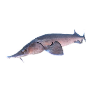 Beluga fish meat sturgeon - Iranian Caspian sea Caviar