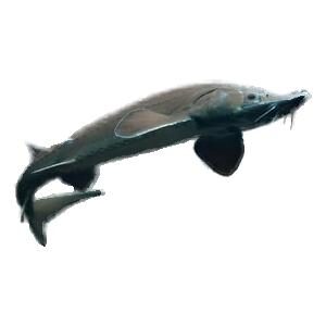 Ossetra fish meat sturgeon - Iranian Caspian sea Caviar